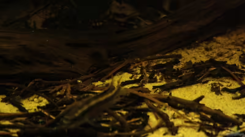 Die Natürlichkeit des Bodengrundes war mir sehr wichtig. von Bämbel (38)