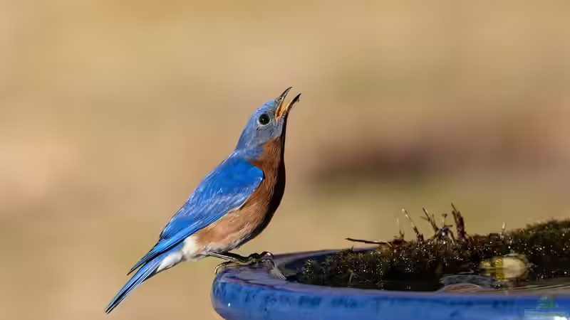 Die Natur an heißen Tagen unterstützen: Trinkmöglichkeiten für Gartenbewohner aufstellen