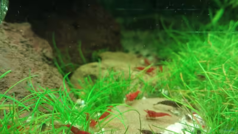 Die Neocaridinas beim essen des neuen Shrim Futters. von David Schneider Aquaristik (28)