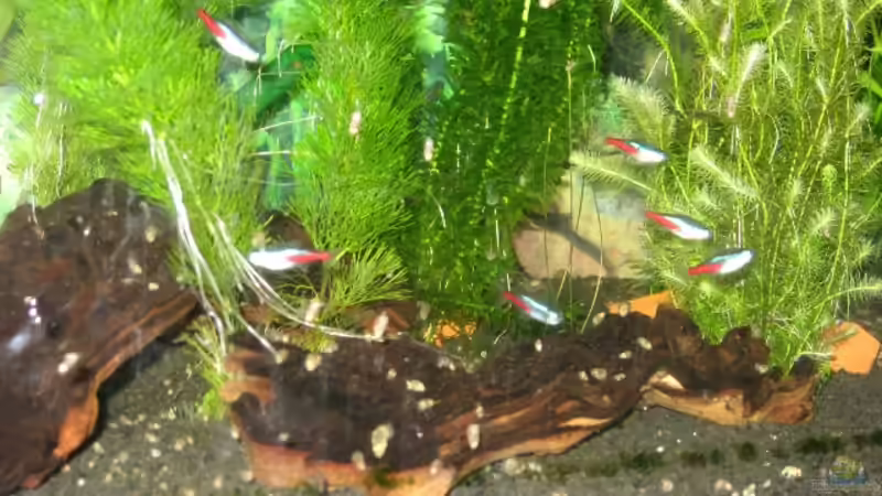 Die Neons von BORG Mistelbach (2)