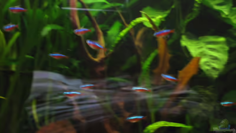 Die Neons von Korbi (39)