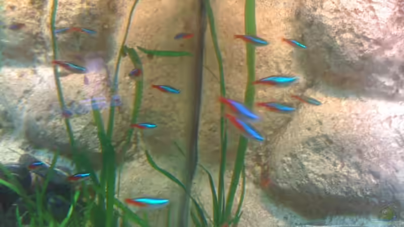 die Neons von Kuebiwhv (16)