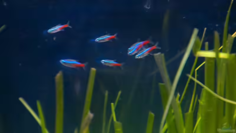 Die Neons von moestaverne (15)