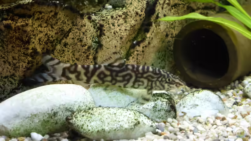 die Netzschmerlen schauen auch super aus von Thomas Müller (64)