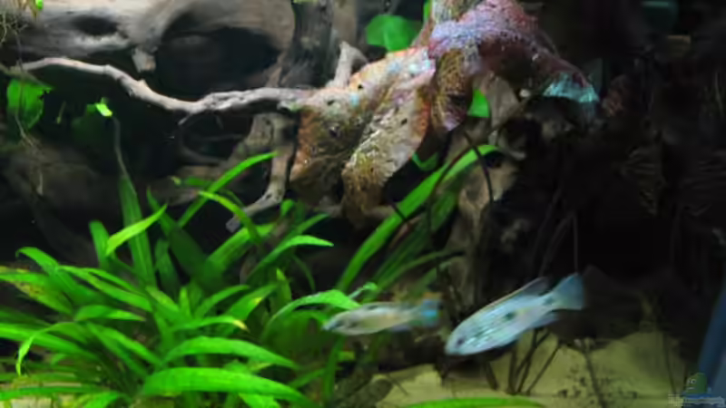 Die neu eingebrachte, noch etwas angegriffene Nymphea Lotus am 16.10.2010 von pekro (4)