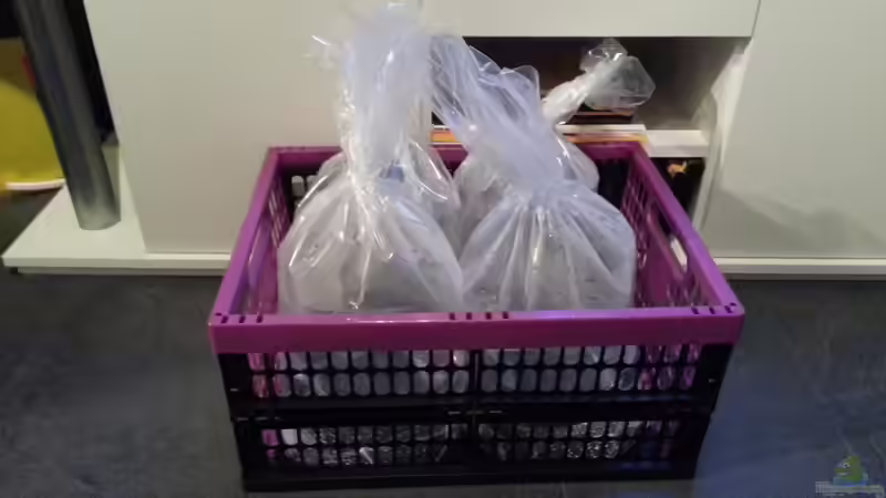 Die Neuankömmlinge ;-) von ~MISCHA WILKEN~ (35)