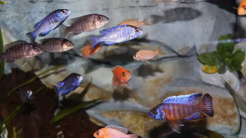 die Neuankömmlinge von Cruiser Bruno (87)