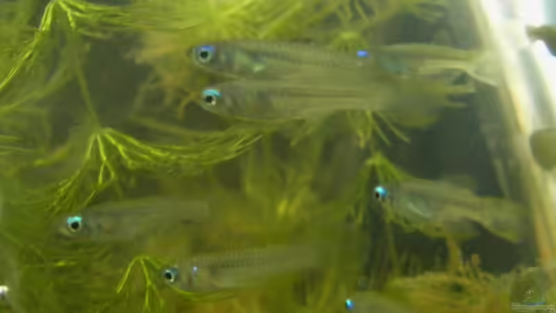 Die Neuankömmlinge von Falk (66)