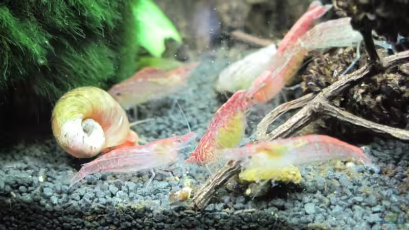 die Neuankömmlinge von Opodeldok (37)