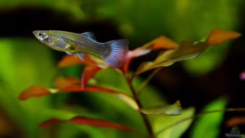 die neue Guppy Dame von bigbeef (20)