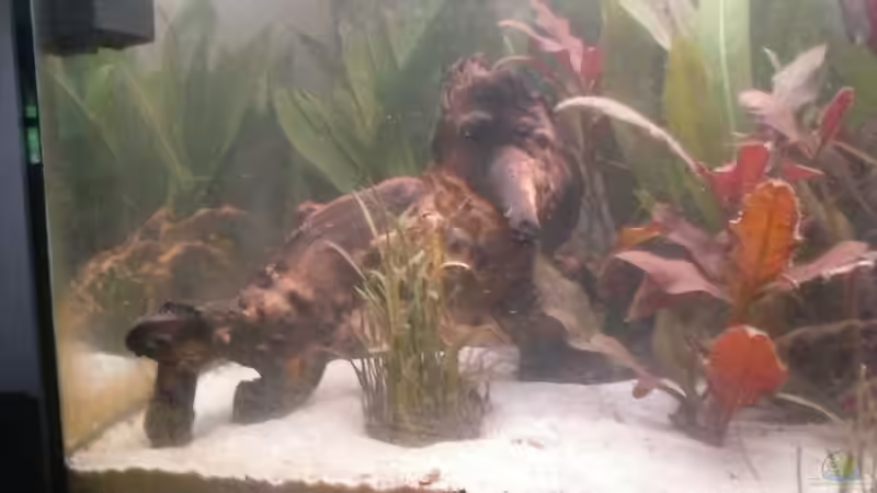 Die neue Mopani Wurzel ist inzwischen auch im Aquarium gelandet. von Schnaeuf (11)