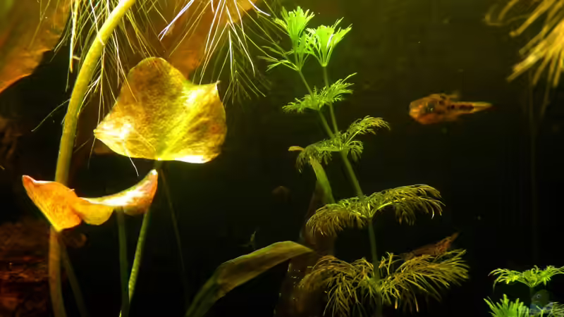 Die Neue (oben), noch etwas mager am Bauch, hat bereits eine Freundin gefunden. von miv (17)