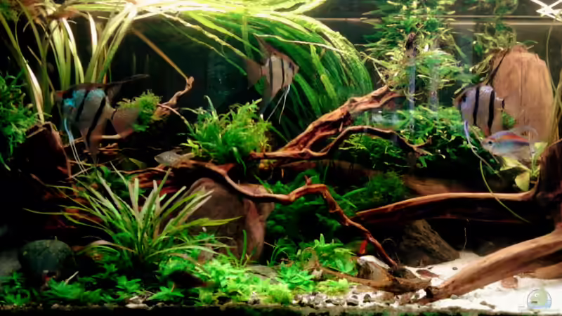 Die neue Rotwurzel 14.5.15 von Grünhexe (91)