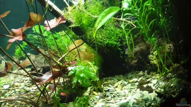 die neue Seitenansicht von rechts von koba2 (2)