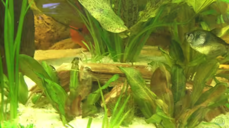 Die neue Terasse aus versteinertem Holz von LockHeed (14)