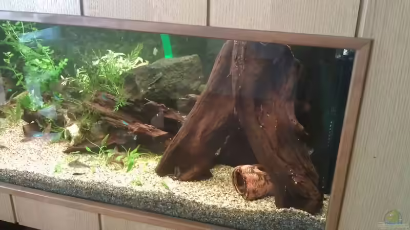 die neue Wurzel  von Cristian (3)