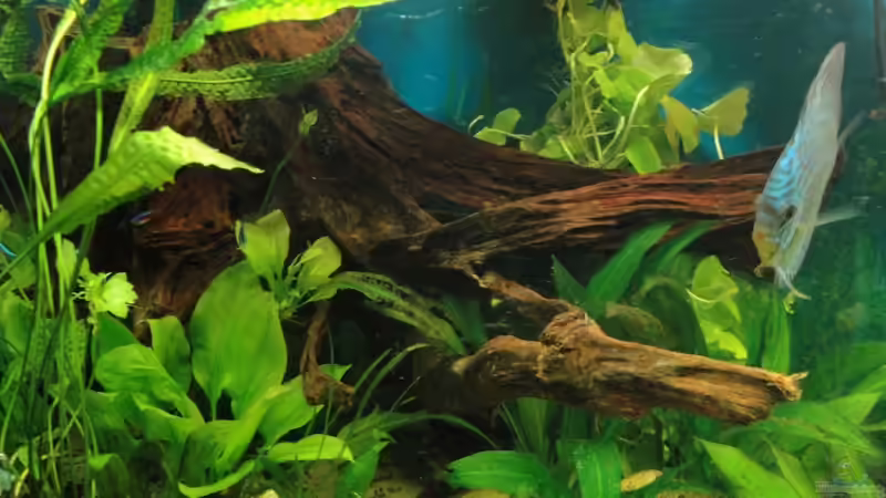 die neue Wurzel von Laura (11)