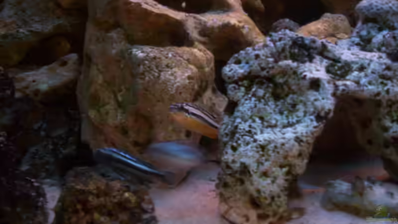 die neuen, kurz nach dem Einzug von Niko P. (34)