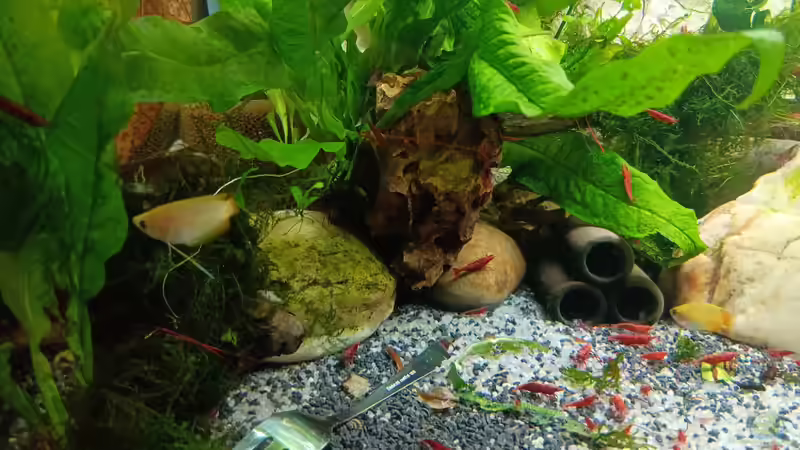 Die neuen Bewohner. von odin 68 (33)