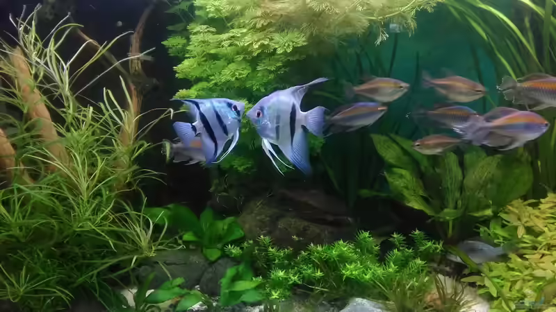 die neuen blauen Skalare - 3 Paare von Grünhexe (13)