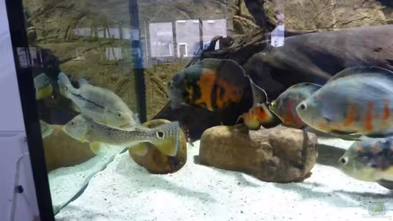 Die neuen Cichla...mit meinen im 1200 Liter Becken großgewordenen Astronotus... von aquazonica (11)