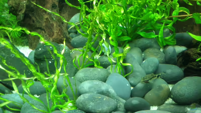 Die neuen Kiesel scheinen zu schmecken von Fuujida (18)