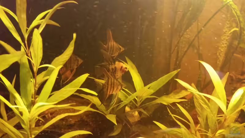 die neuen Mitbewohner von SvenDerGroße (30)