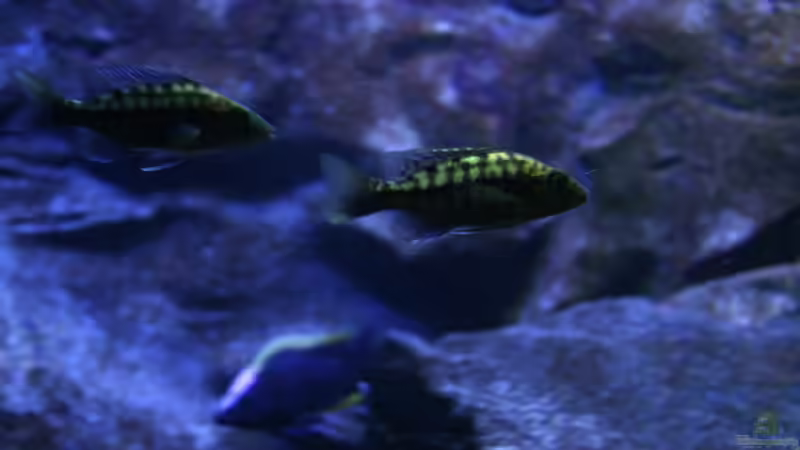 die neuen P.mbenji tick lips von Michael Reiz (78)