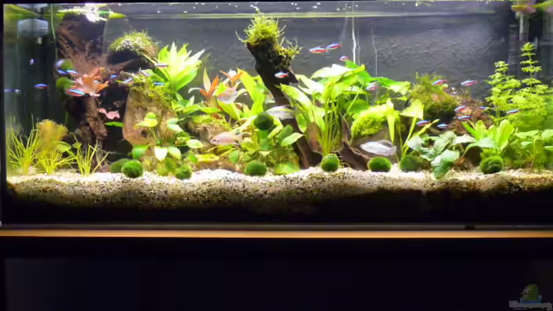 Die neuen Pflanzen müssen noch wuchern von Pogobeer (5)