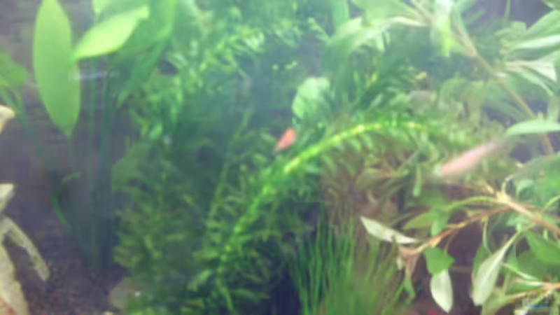 Die neuen Pflanzen werden geentert :) von Brausefisch (13)