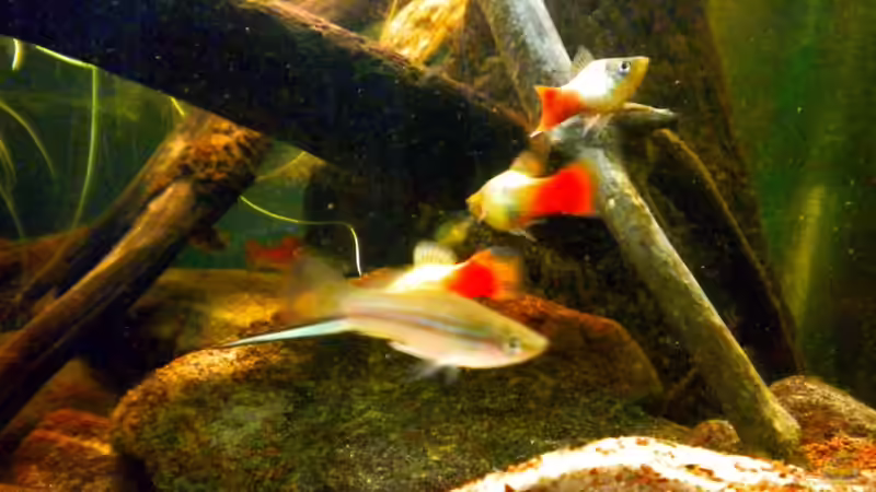 Die neuen Platys und das neue grüne Schwertträgermännchen von Benjamin Hamann (37)