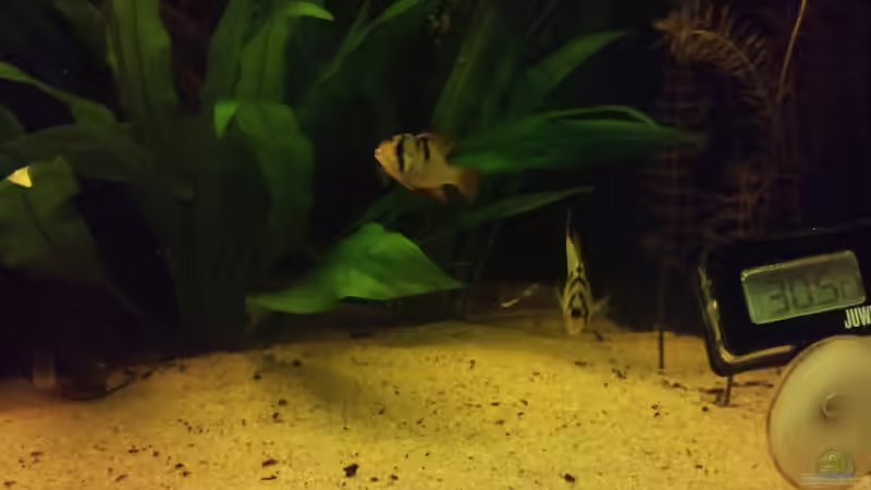 die neuen Schmetterlingsbuntbarsche von Christian Wittling (21)