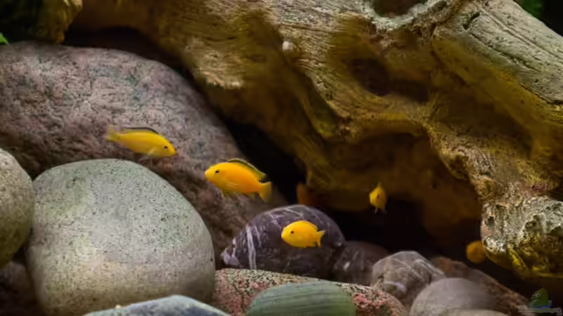 Die Neuen! von Beni (13)