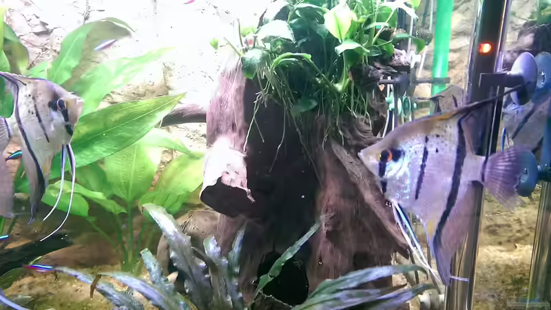 die Neuen von Ottche (206)