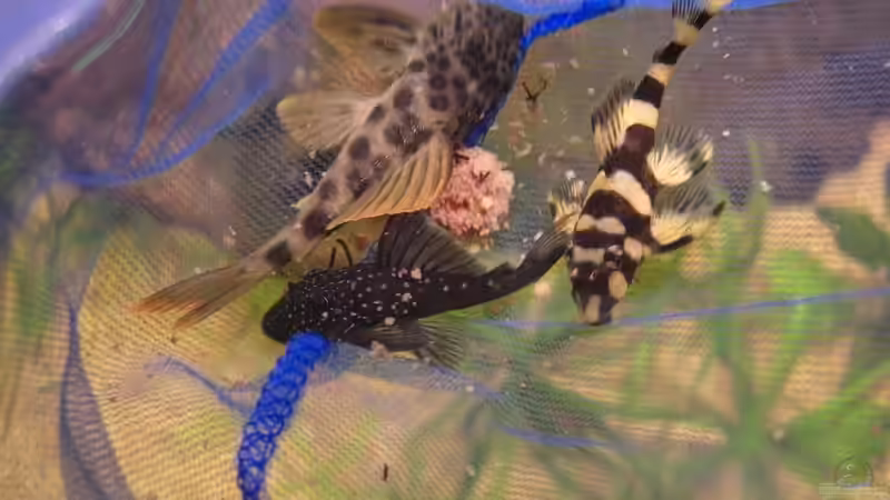 Die neuen Welse, L124,L128 und L168 von Matoba (38)