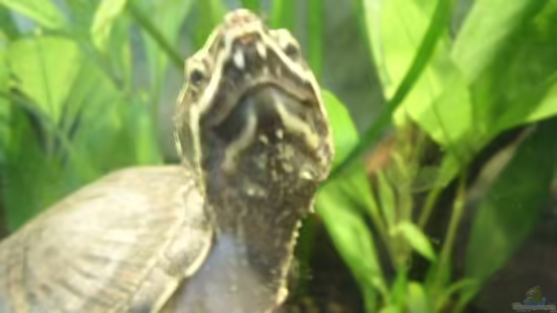 Die Neugierde überwiegt !  von Miguel (30)