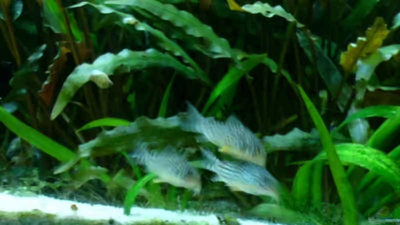 die noch kleinen Corys ´leider sehr unscharf da sie sehr flink sind´ von Nico (56)