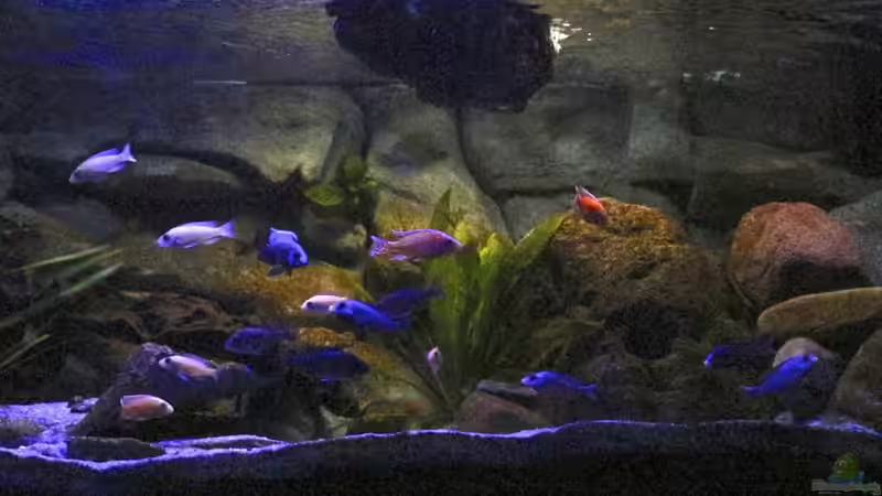 die normale Beleuchtung von Cruiser Bruno (5)