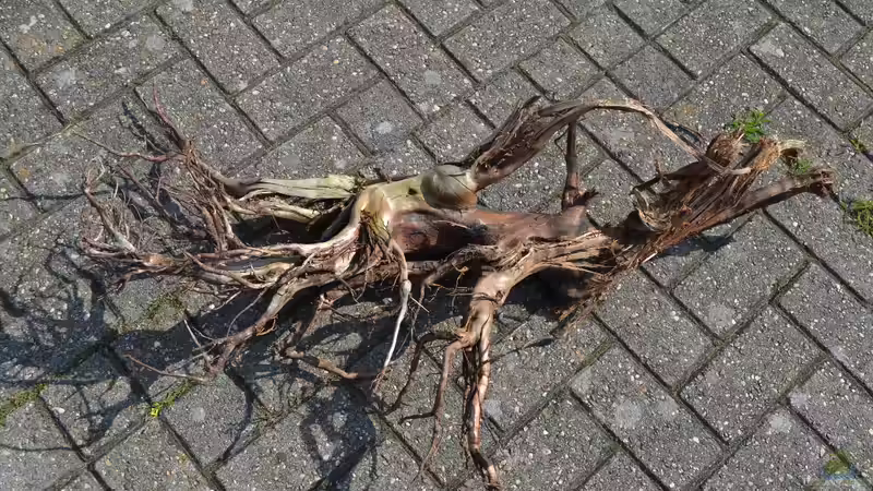 Die Nr. 2 der Neuen, nur mittelgross. von GGuardiaNN (45)