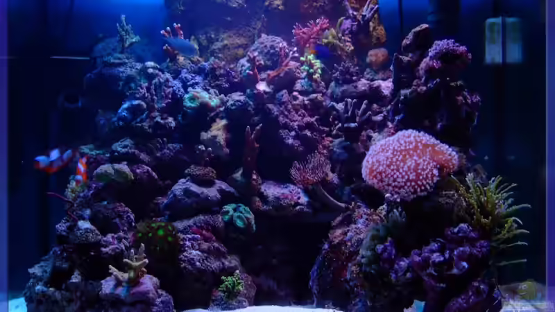 Die Oase der Entspannung von Sascha Bill (1)