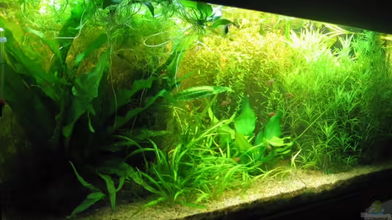 Die Oase von Sven Kliche (1)