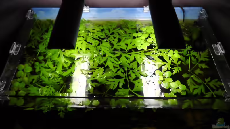 Die Oberfläche ist zu gewachsen. von Martin Ihde (17)