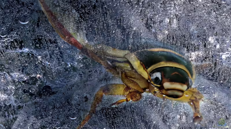 Die ökologische Bedeutung der Wasserkäfer