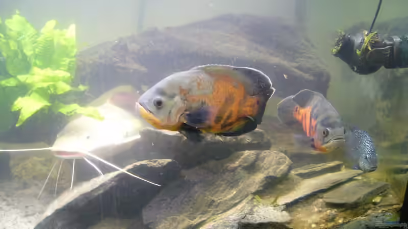 Die Oscars über ihrem lieblings leichplatz von Schmitzi (8)