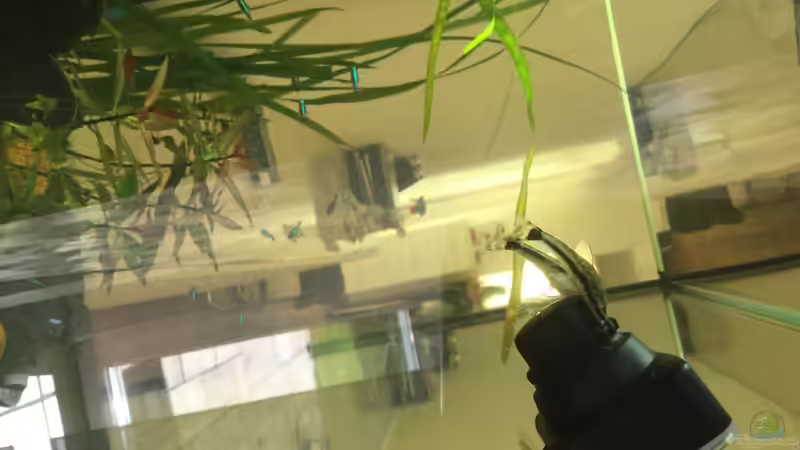 Thermometer im Aquarium verwenden (Einrichtungsbeispiele, die ein Thermometer verwenden)