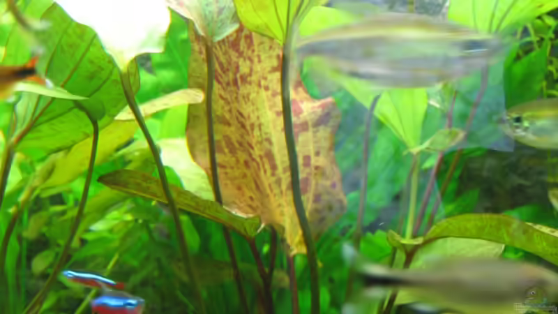 Die ´Ozelot´ legt los... von Thorbenhendrik (21)