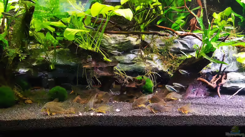 Die Panzerbrigade im der neuen Heimat von Mark H. (39)