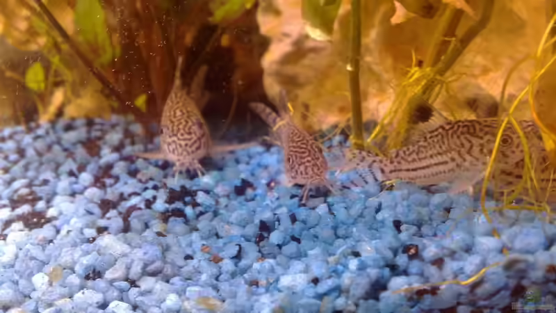 Die Panzerwels-Gang von *~Betty~* (9)