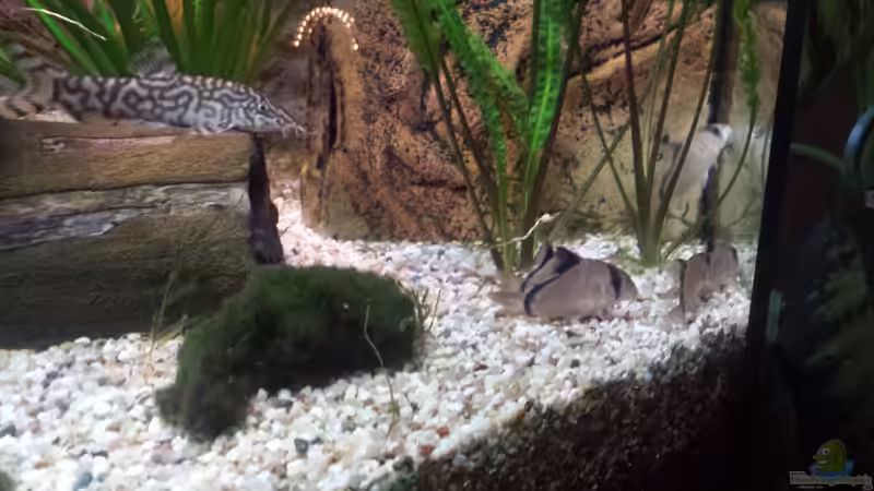 die Panzerwelse und eine Netzschmerle von Thomas Müller (63)