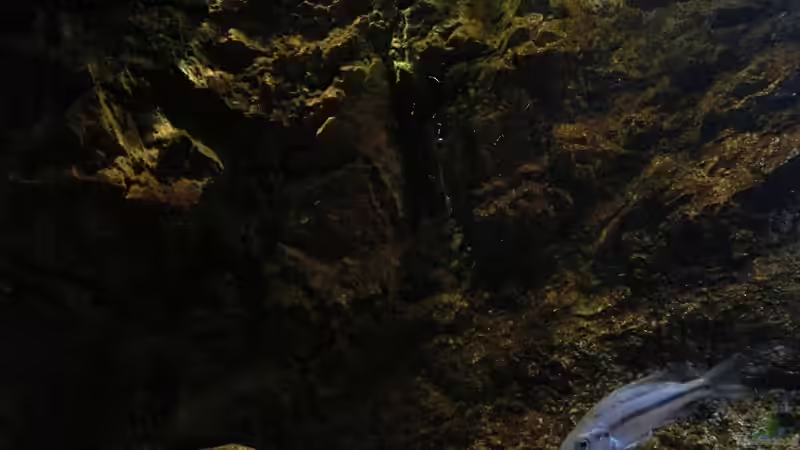 Die Papua Rückwand beleuchtet von der SunaEco Tropic. von marxbre (21)